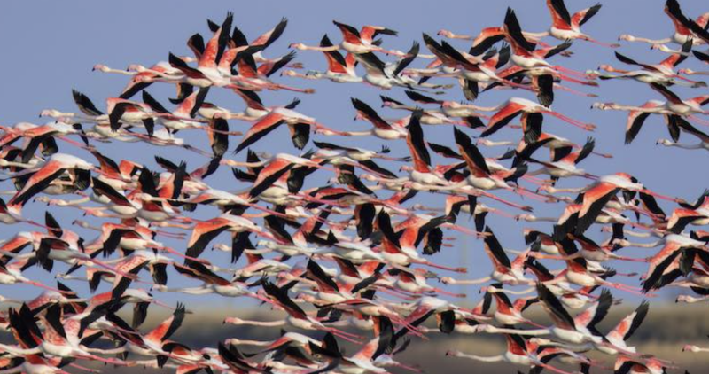 Happy Birds Days